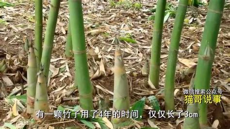 布衣神相 竹子的生长